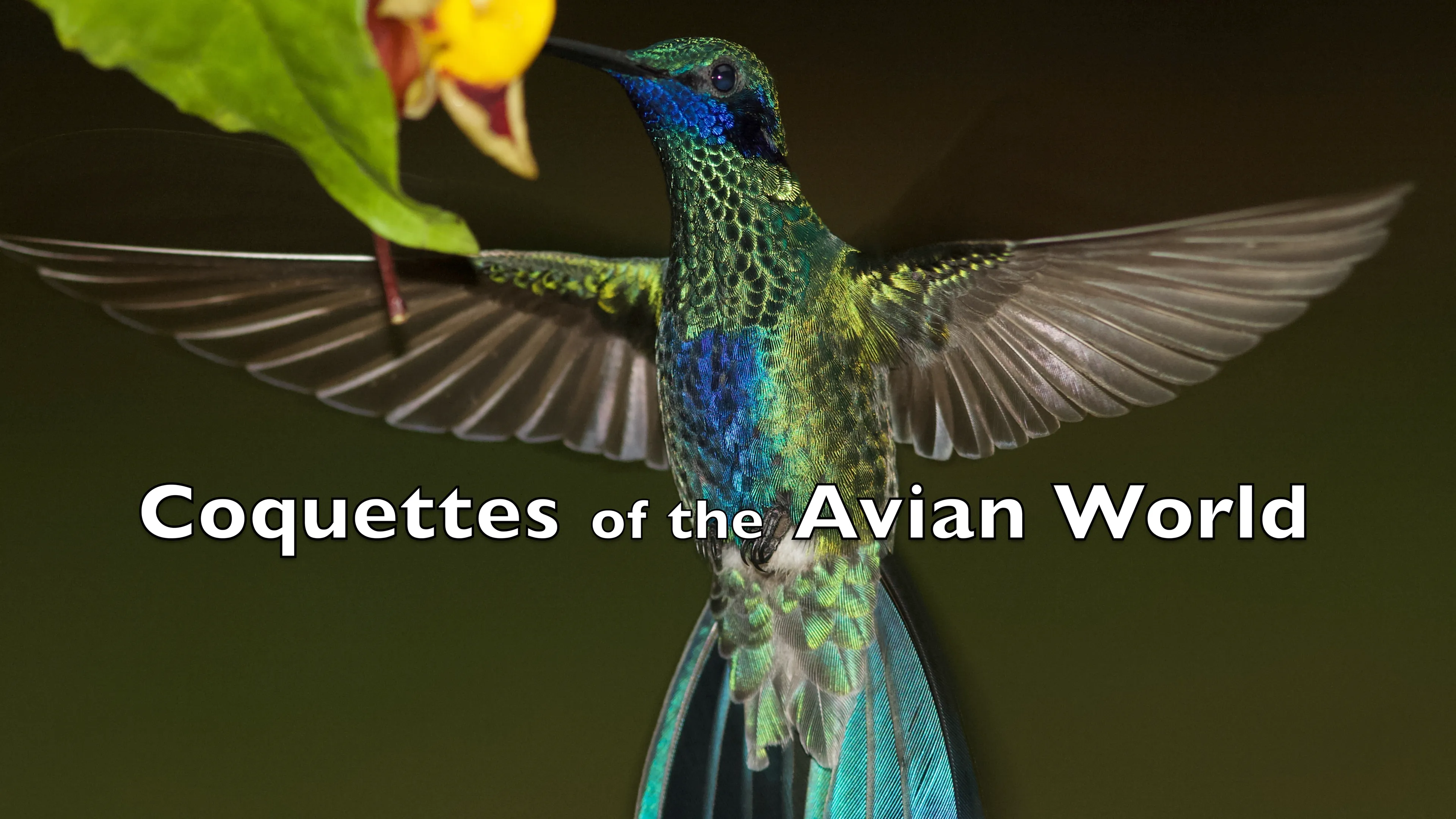 Coquettes of the Avian World poster
